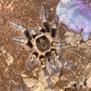 Cahco Goldenknee (Grammostola Pulchripes) Tarantula For Sale
